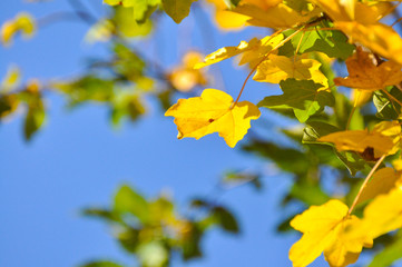 Yellow autumn leaves on the branch.  Beautiful fall blurred background.