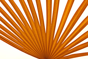 fondo de hoja de palmera