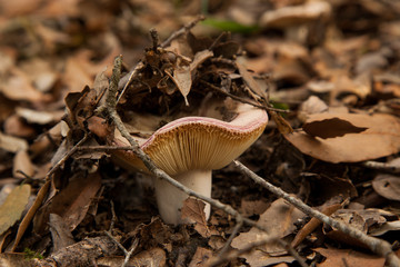 Seta saliendo entre las hojas