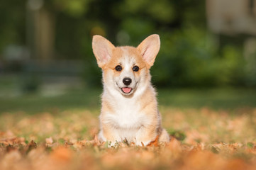 Welsh corgi pembroke puppy in autumn