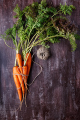 Bunch of fresh carrots with green leaves on dark background.
