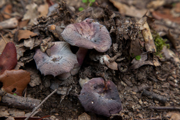 Setas en descomposición