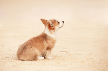 Welsh corgi pembroke puppy © Rita Kochmarjova