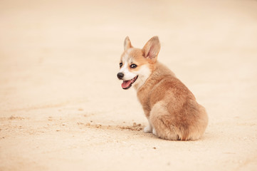 Welsh corgi pembroke puppy © Rita Kochmarjova