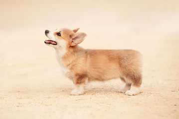 Welsh corgi pembroke puppy © Rita Kochmarjova