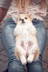 Funny welsh corgi pembroke puppy lying on its owners knees