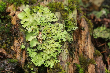 Lichen on tree close up