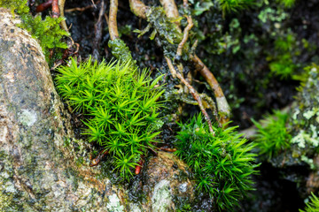 Moss on tree close up