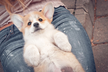 Funny welsh corgi pembroke puppy lying on its owners knees