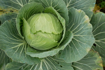 Obraz premium Cabbage vegetable close up