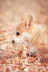 Welsh corgi pembroke puppy in autumn
