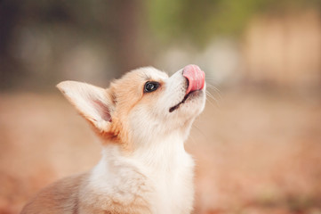 Funny welsh corgi pembroke puppy with tongue out