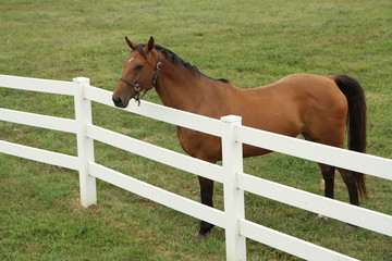 Brown horse in a field