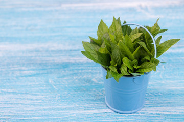 Bundl of mint in small bucket on blue wooden background. Copy space. Top view.