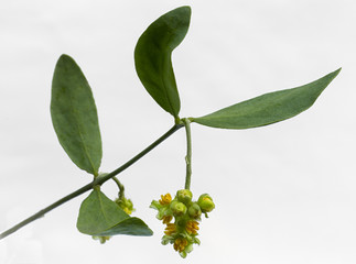 Jojoba (Simmondsia chinensis) leaves and flower on White background - obrazy, fototapety, plakaty