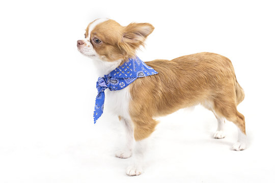 Chihuahua puppies
