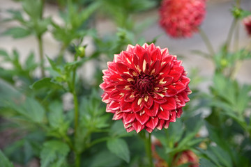 Dahlia rouge en été au jardin