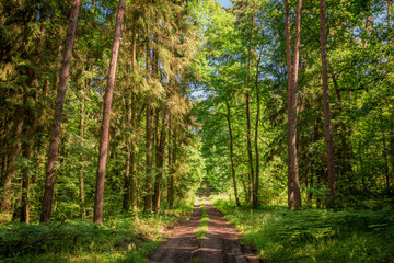 Beautiful summer in the forest in Poland