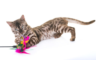 bengal cat in studio