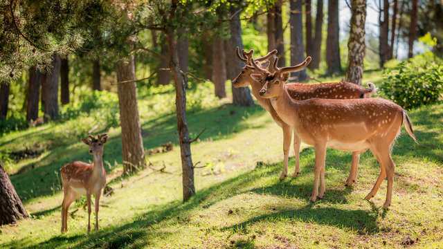 Fototapeta Wonderful deers in forest at dawn, Europe