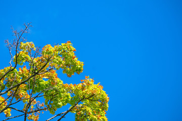 Maple leaf with blue sky background.