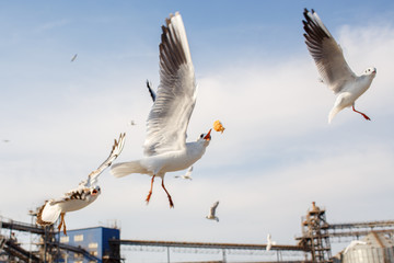 Feeding of seagulls. The seagull catches bread in air.