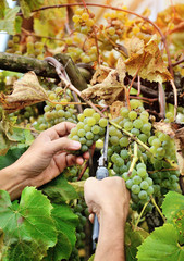Farmers hands holding and cutting white grape from the vines during wine harvest