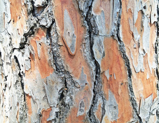 Cracked bark on tree trunk