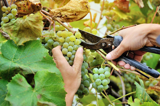 Farmers Hands Holding And Cutting White Grape From The Vines During Wine Harvest