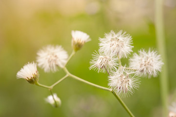 Dandelion at sunset.