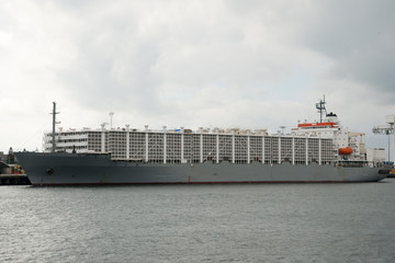 Livestock Carrier Shipping Vessel - Fremantle - Australia
