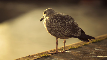 Bird