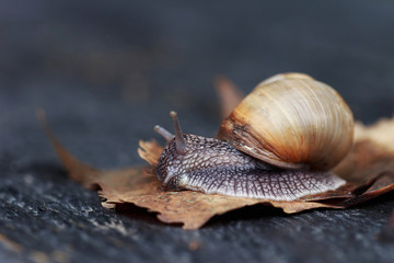 snail in the garden