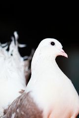 Pigeon white with light brown, thoroughbred, Portrait. Close-up.