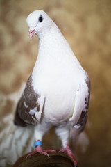 Pigeon white with light brown, thoroughbred, Portrait. Close-up.