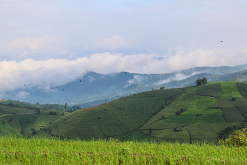 Green terraced rice fields  in the morning at PA BONGPIENG ,mae JAM CHIANGMAI,THAILAND.