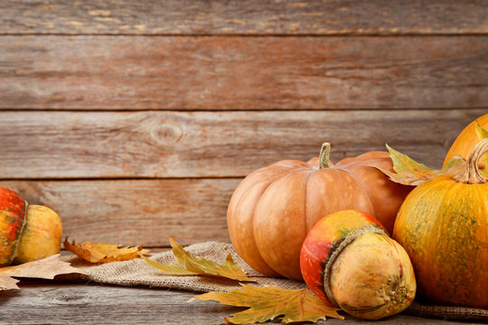 Thanksgiving pumpkins with dry leafs on grey wooden table