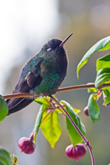 Fiery-throated Hummingbird, Panterpe insignis, colour bird sitting on larch branch - Puntarenas, Costa Rica