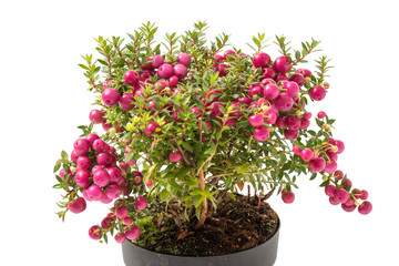 Torfmyrte mit Beeren