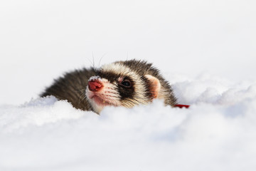 A ferret in the snow, a portrait. Close-up.