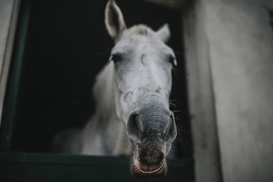 Portrait of white horse showing the head through the stable door