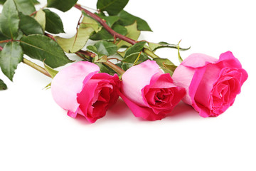 Beautiful pink roses on white background