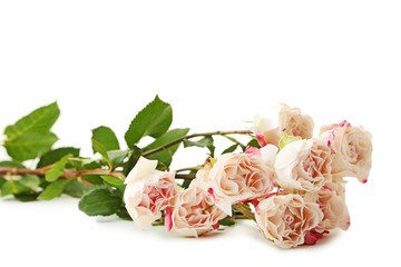 Fototapeta na wymiar Beautiful beige roses on white background