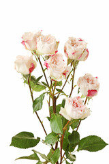 Beautiful beige roses on white background