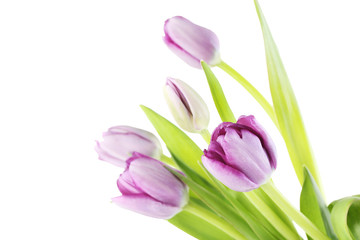 Bouquet of tulips isolated on a white