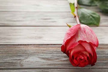 Beautiful red rose on wooden table