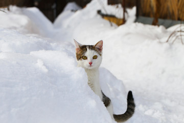 A cat is purebred in the snow, in snowdrifts. - 176218680