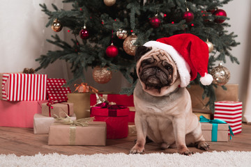christmas pug