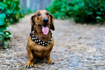 Dog dachshund outdoors. A beautiful red dachshund sits sticking out his tongue in the alley in the park amidst green trees.