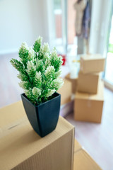 Moving with plant and stacked boxes